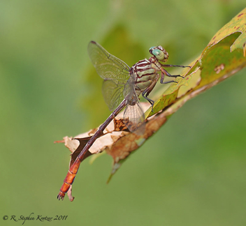 Stylurus plagiatus, male